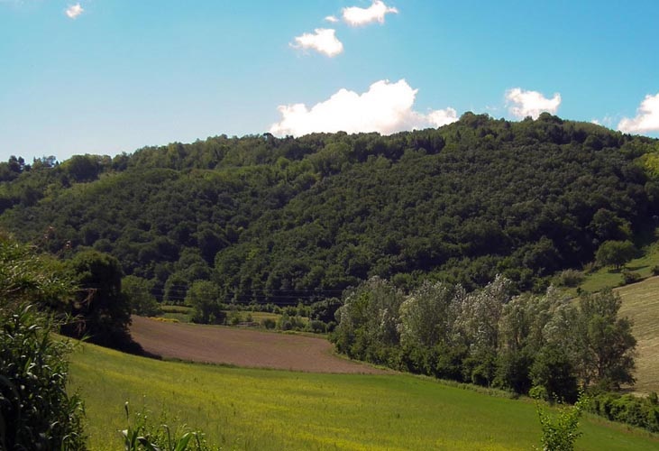 selva di gallignano.jpg